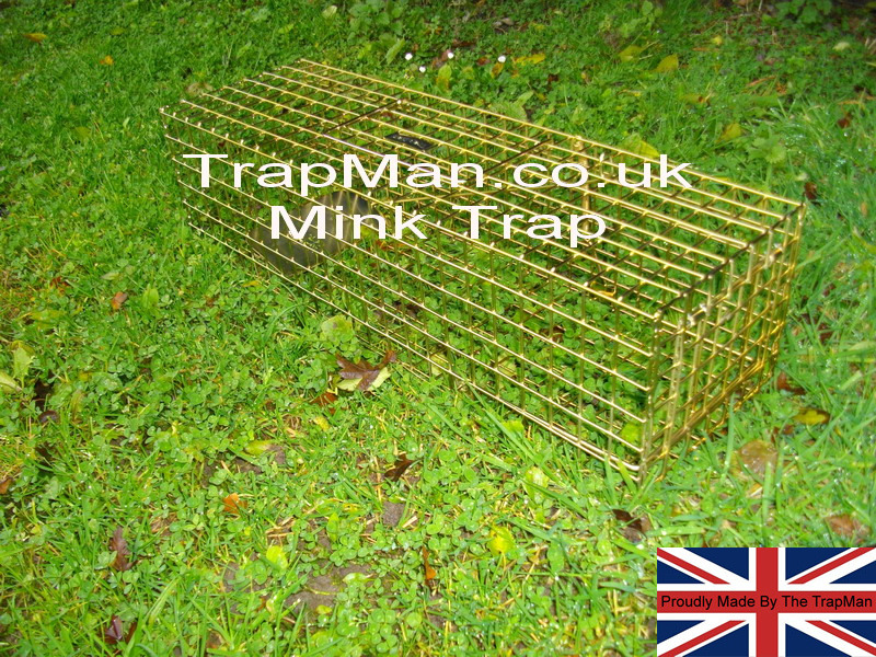The Trap Man humane live catch mink trap should be set near the bank of a stream, or where obvious mink tracks are visible. Set the trap by pressing on the side handle this automatically unlocks and opens the door, with you other hand reach inside the mink trap and place the setting bar under the spring loaded door. For bait, use fish, kipper or tinned cat food, cut in small pieces and placed under the trap under the treadle plate, so that the mink will step on to the treadle to reach the bait. Cover the trap with leaves, grass or sacking, leaving the entrance and rear of the trap clear.