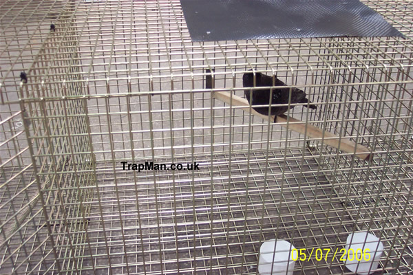 crow trap decoy compartment