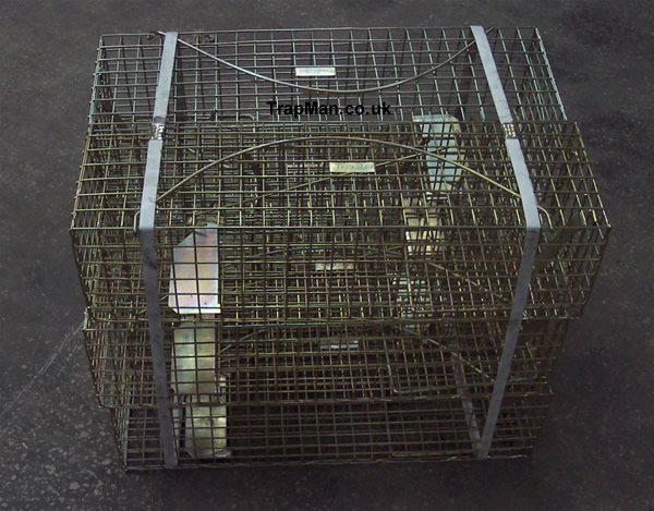 Buy a pack of six grey squirrel traps and save MONEY