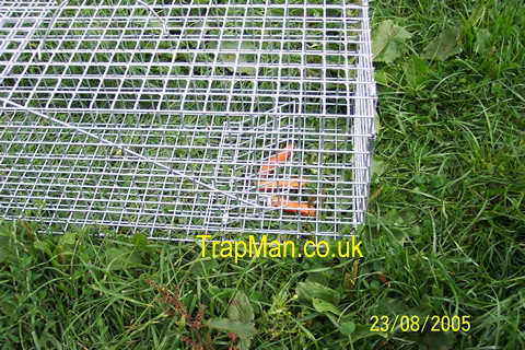 rabbit trap baiting