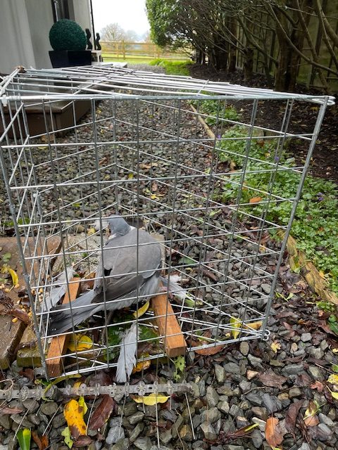 captured wood pigeon in clam trap