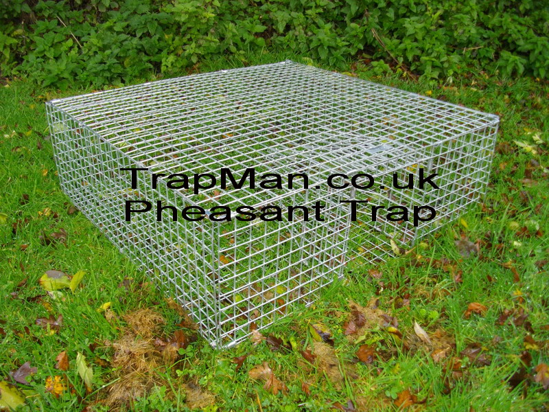 Pheasant Trap, multi catch pheasant trap ideal for clearing up loose birds at the end of the season. Bait the area every day at the same time, before placing the pheasant trap, so the birds get accustomed to the feeding routine, then place the trap with a small amount of corn leading into the entrance and bait inside the cage near the sides.